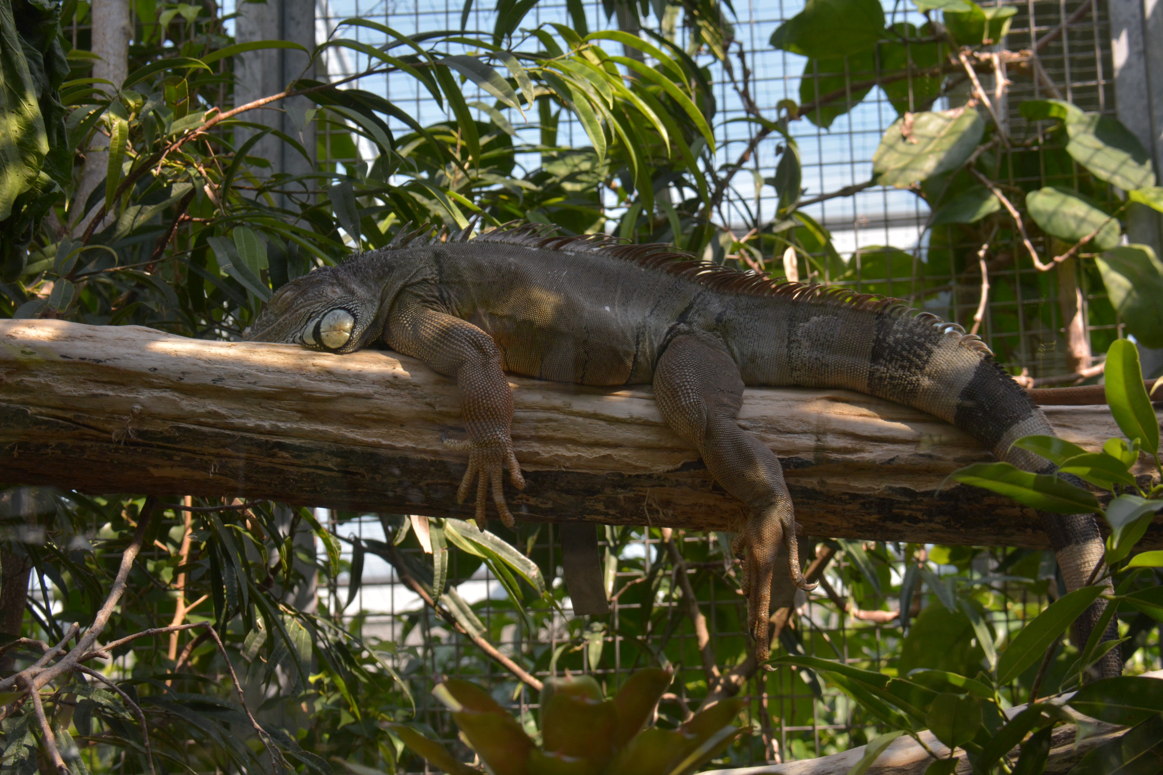 Ausflug Zürich Zoo - 013