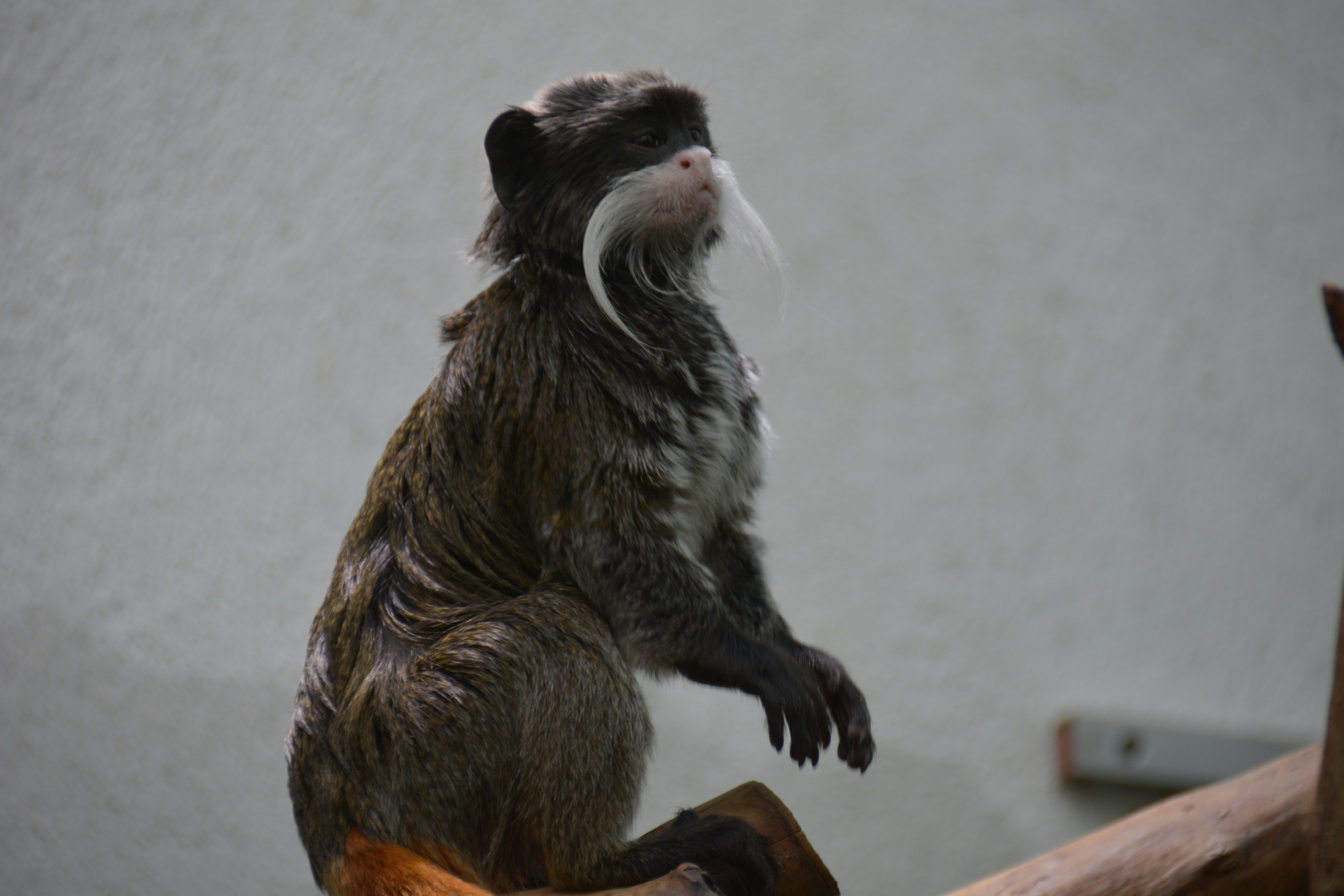 Ausflug Zürich Zoo - 030