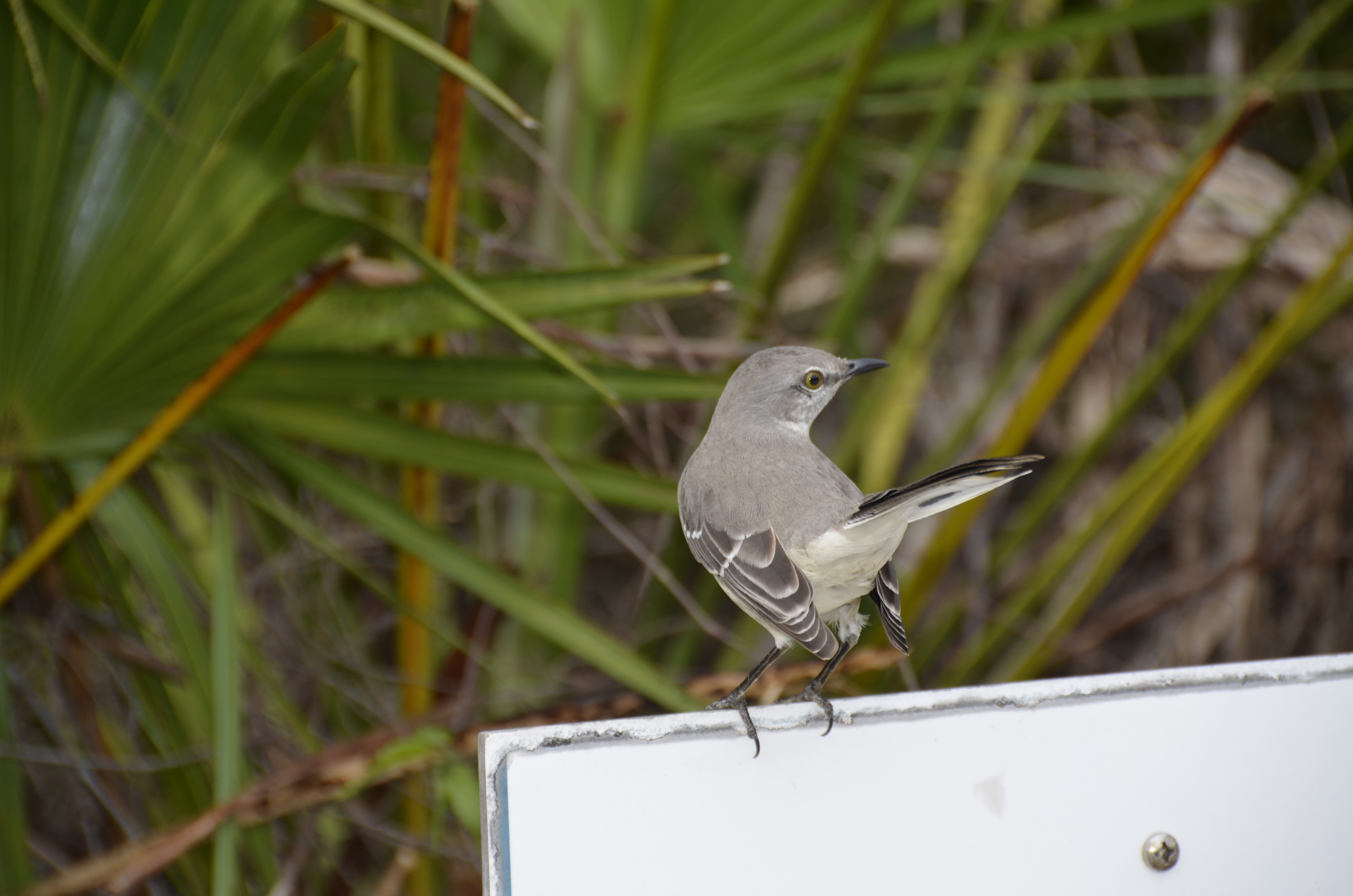 2012-01-31 - Floridatrip - 056