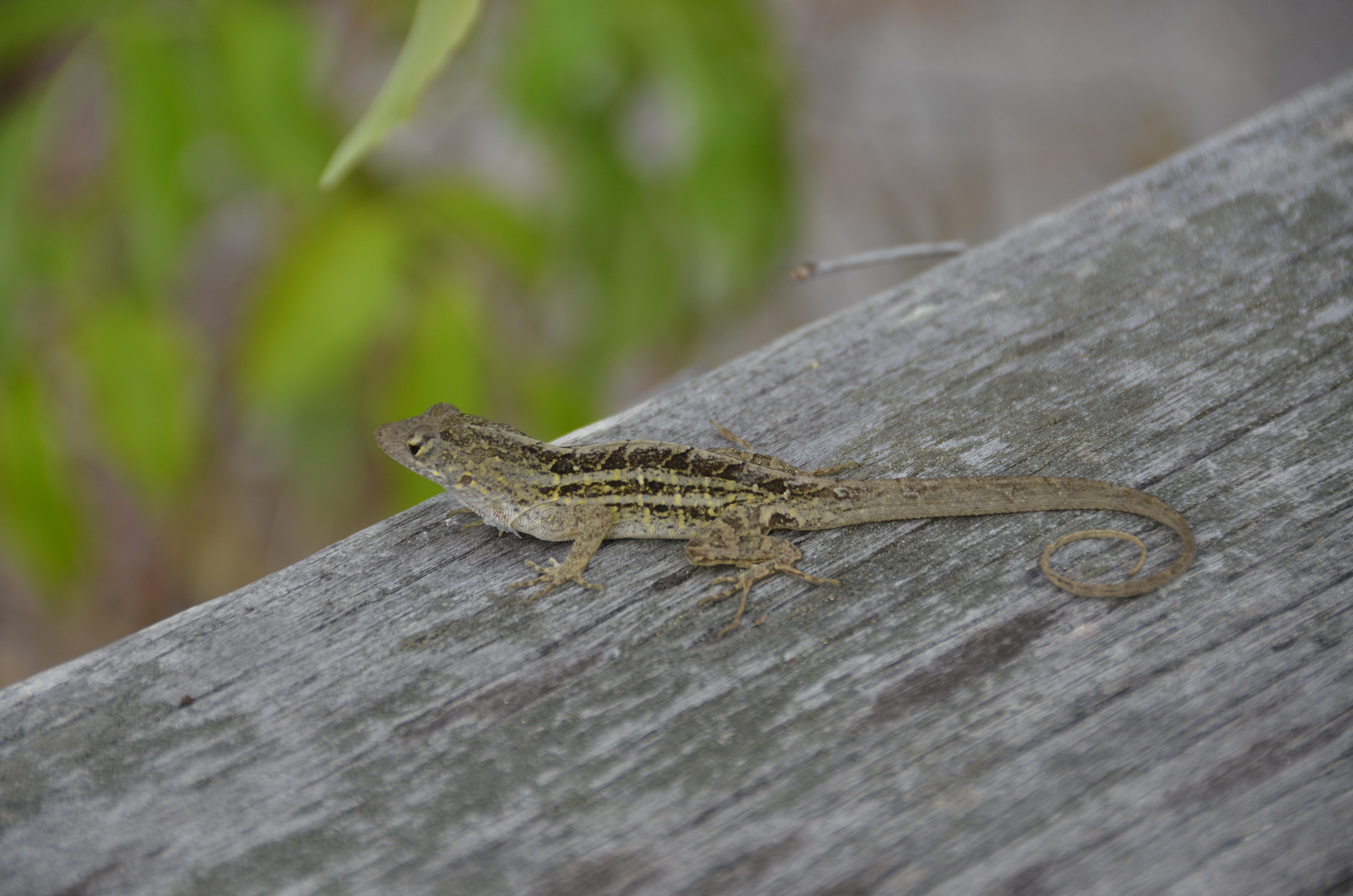 2012-01-31 - Floridatrip - 057