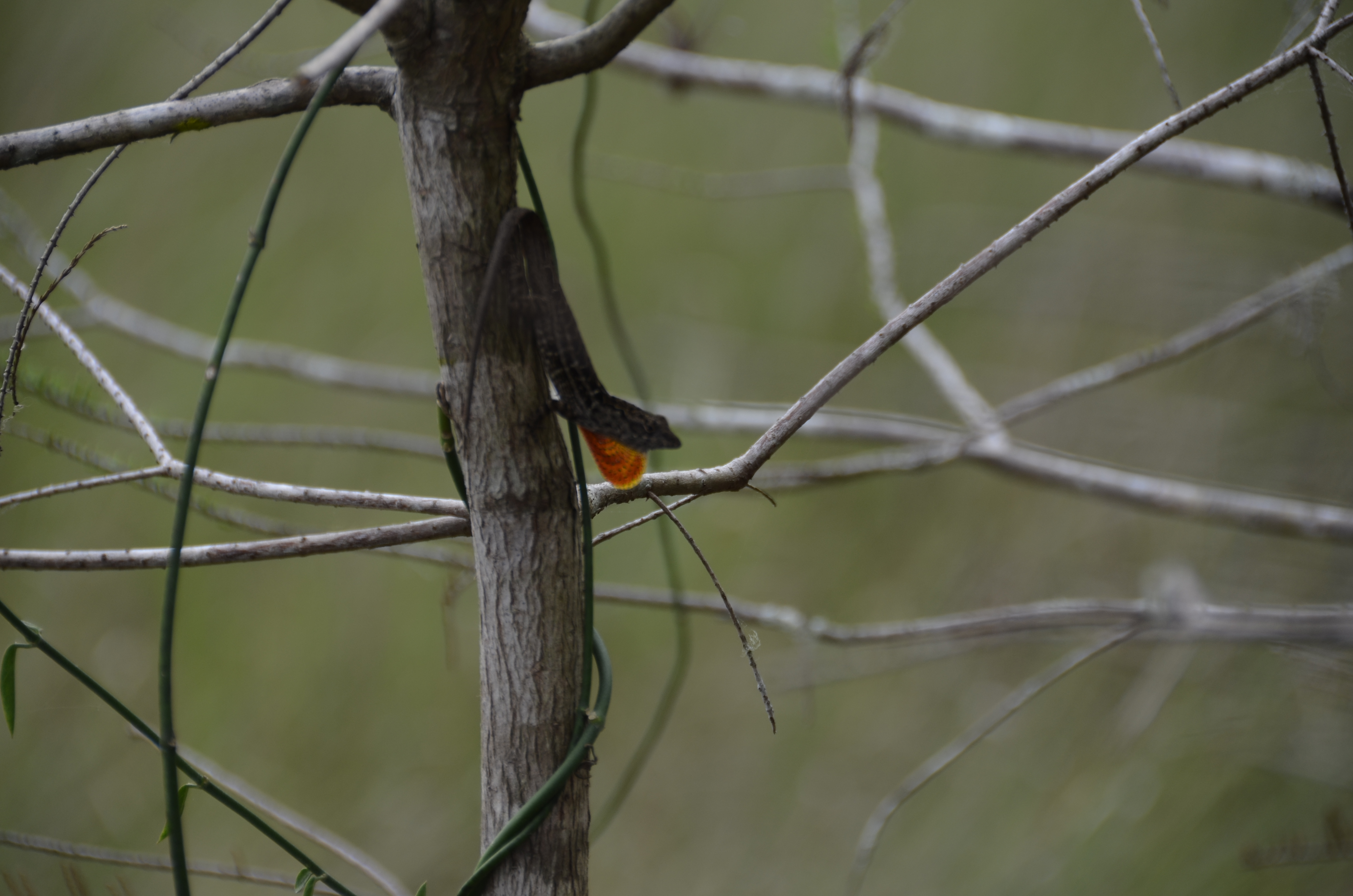 2012-01-31 - Floridatrip - 060