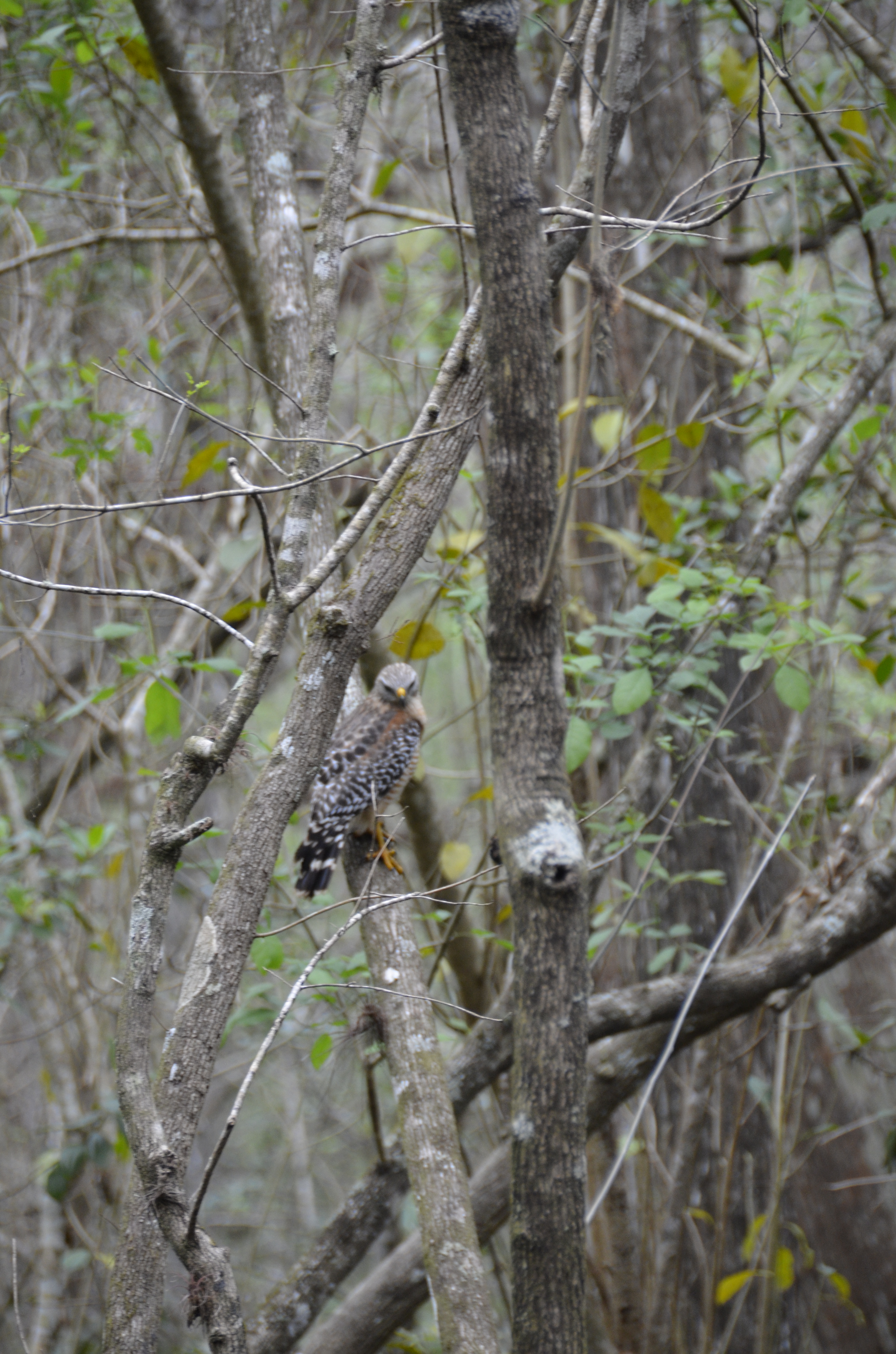 2012-01-31 - Floridatrip - 063