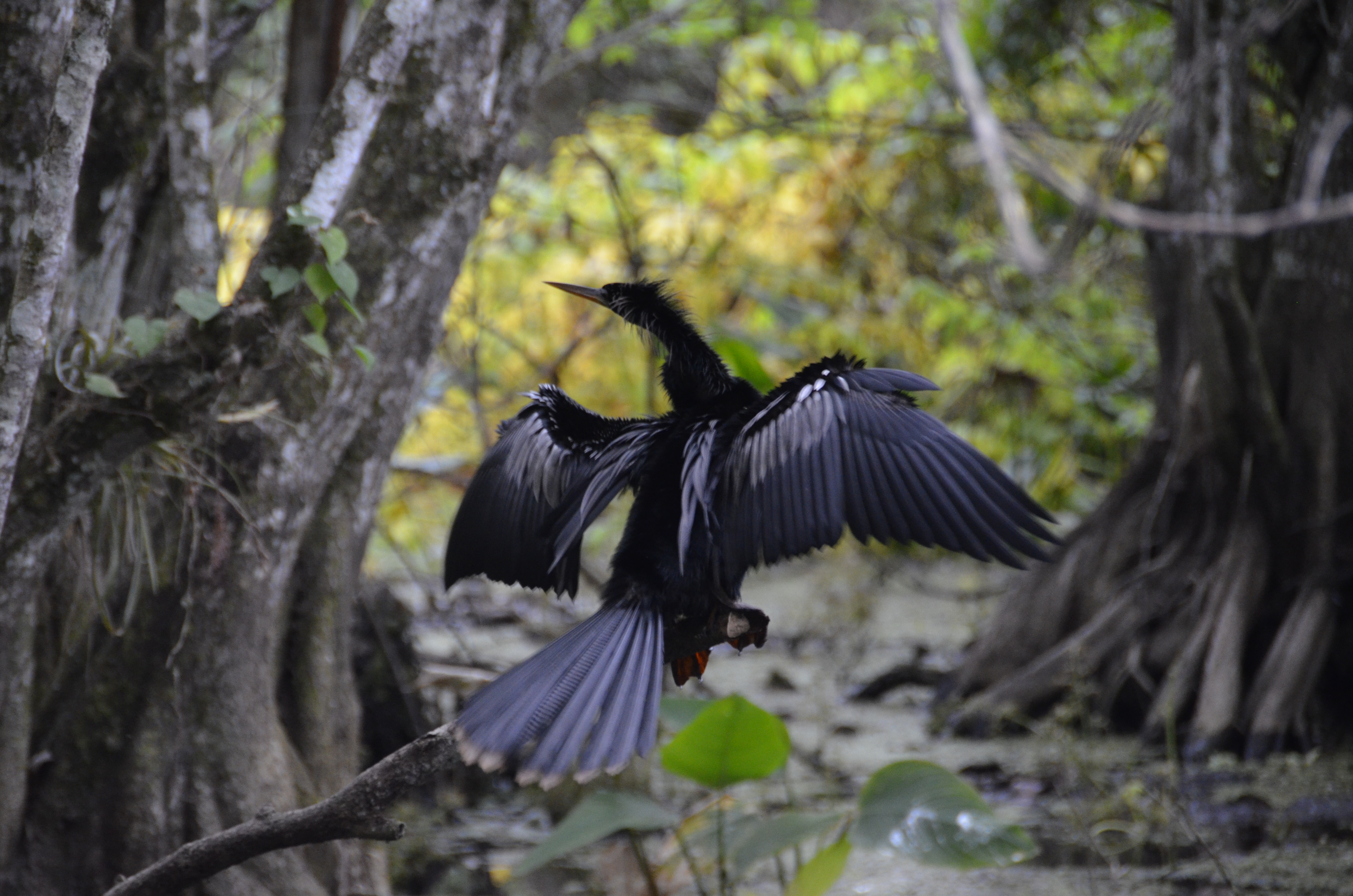 2012-01-31 - Floridatrip - 072