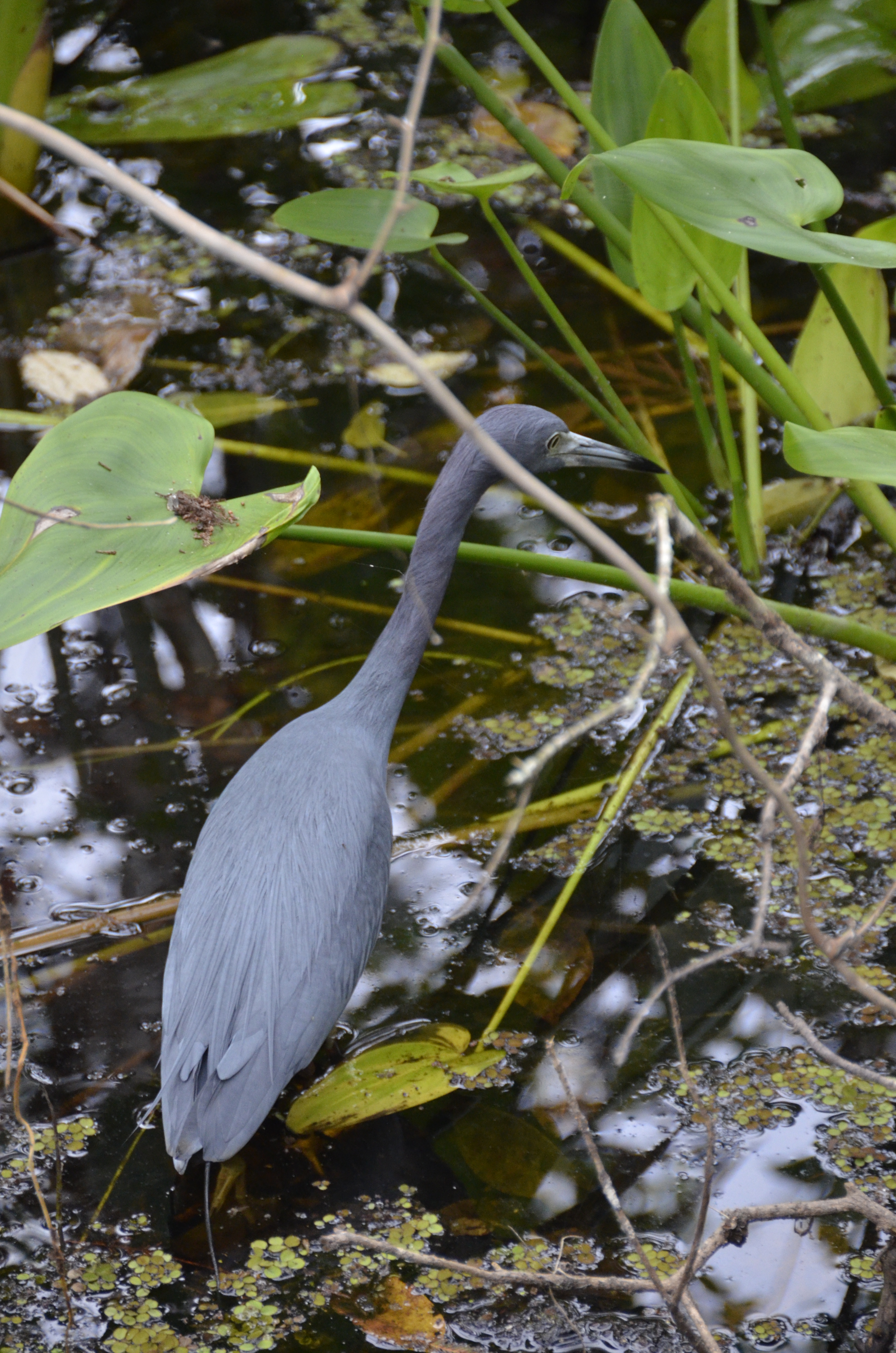 2012-01-31 - Floridatrip - 075