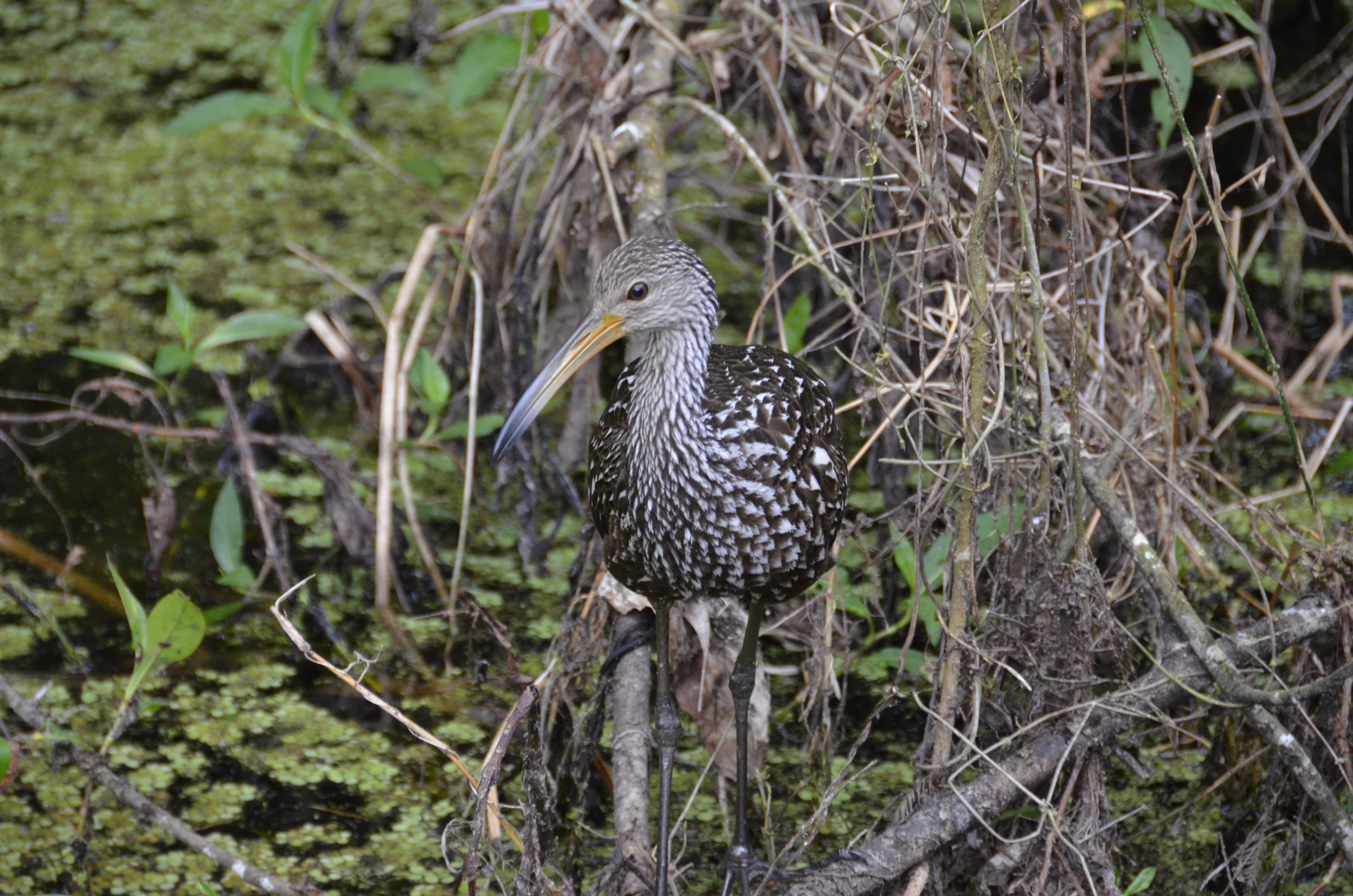 2012-01-31 - Floridatrip - 077