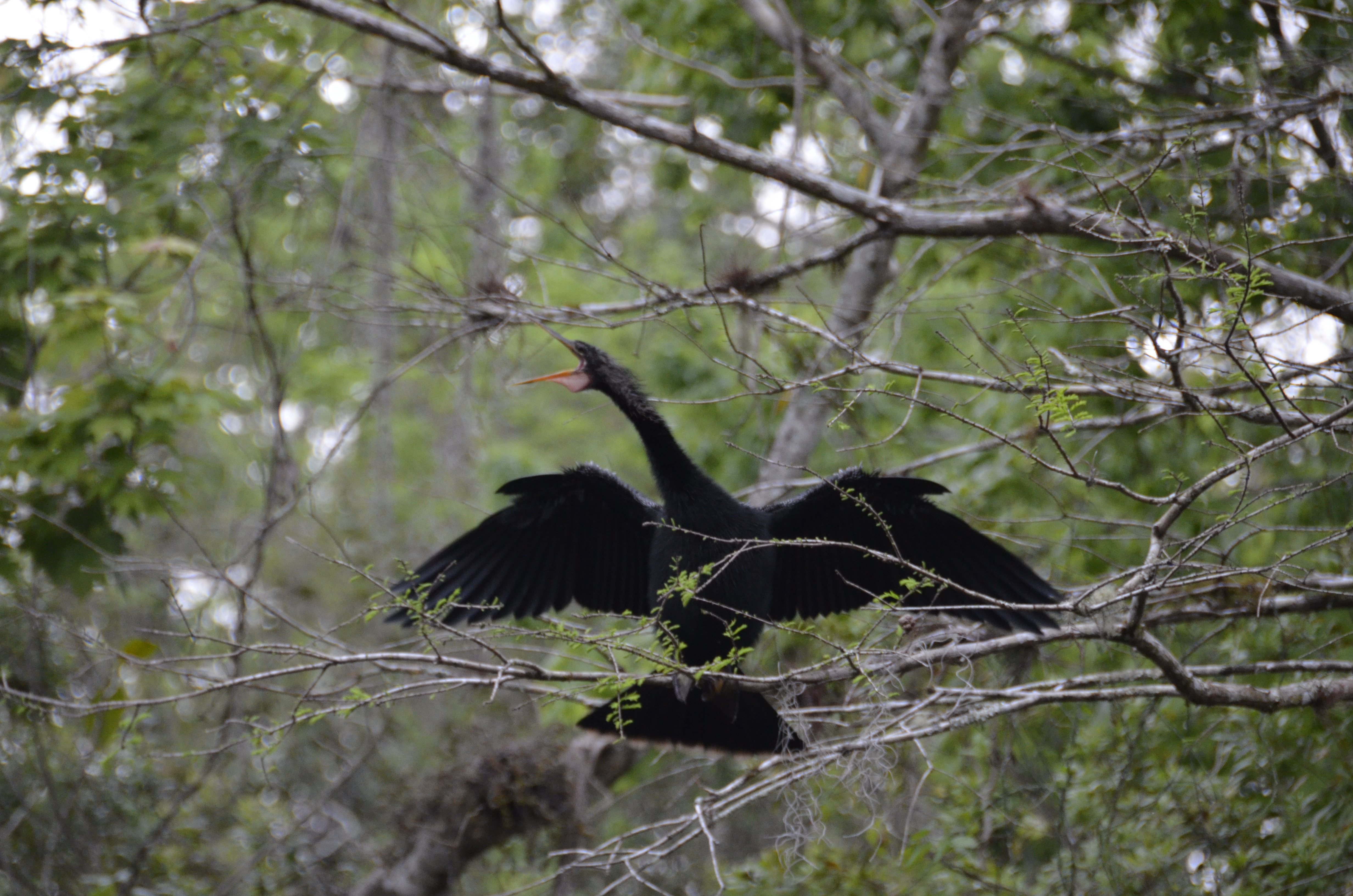 2012-01-31 - Floridatrip - 079