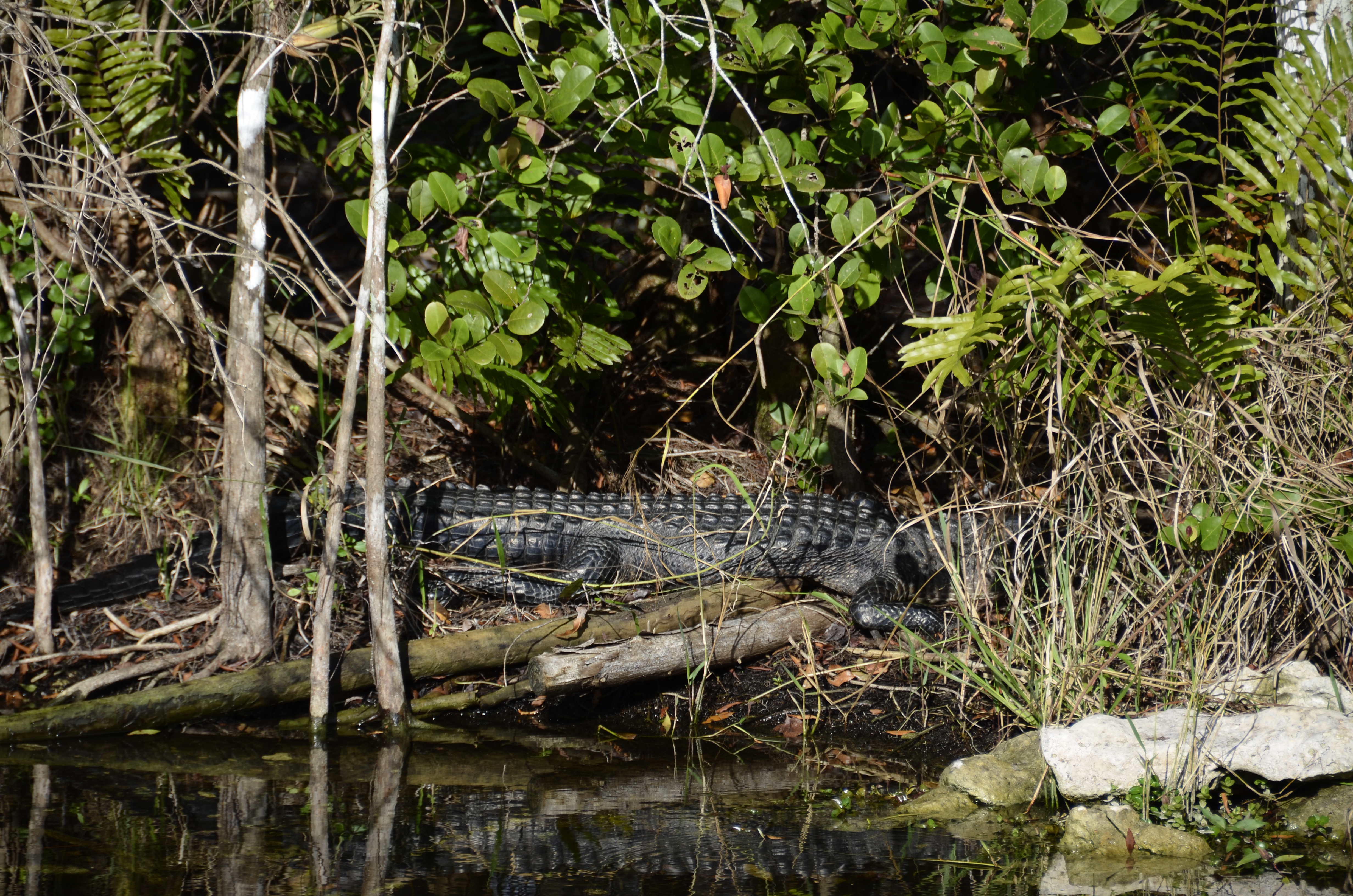 2012-01-31 - Floridatrip - 102