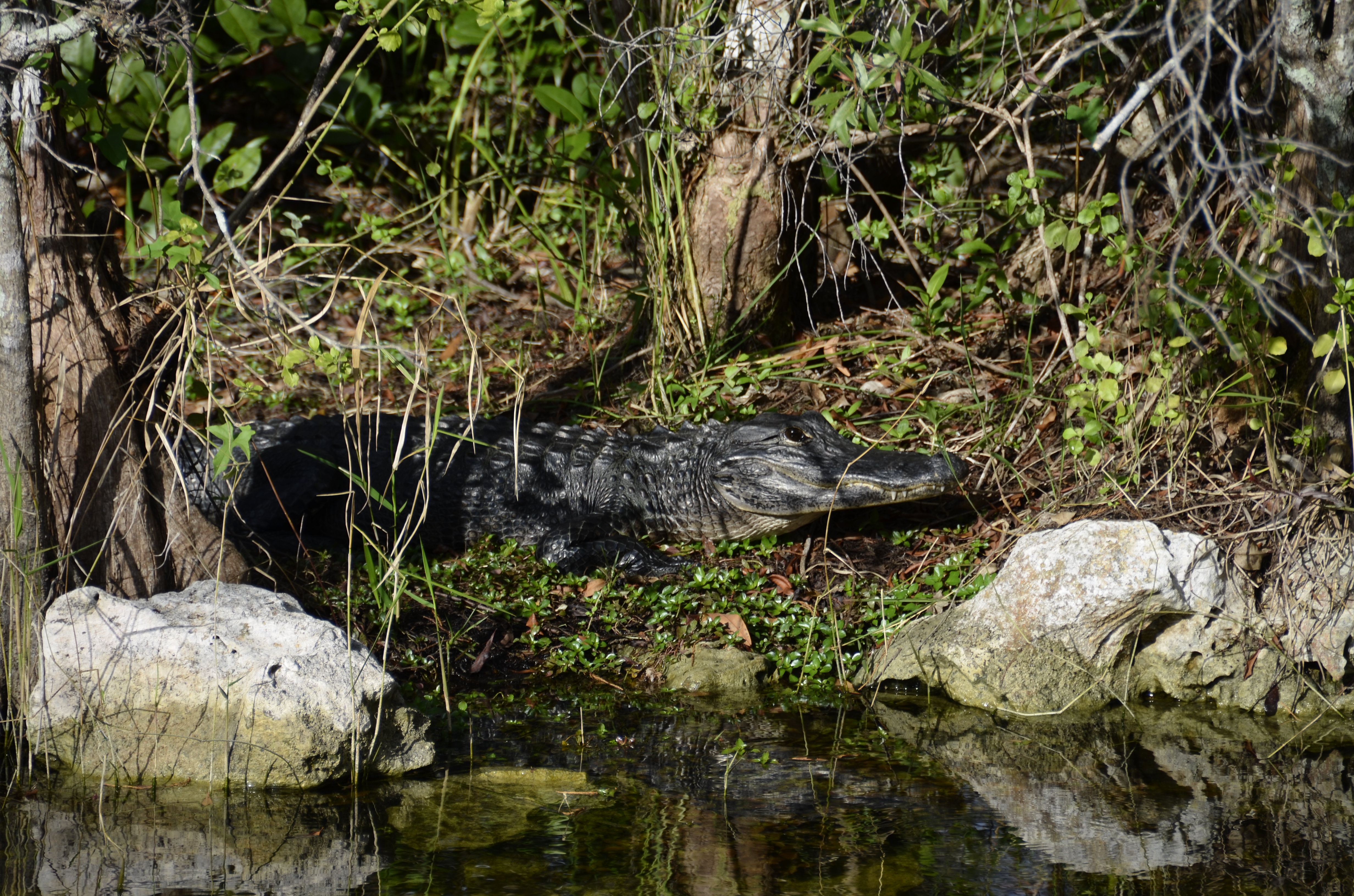 2012-01-31 - Floridatrip - 103