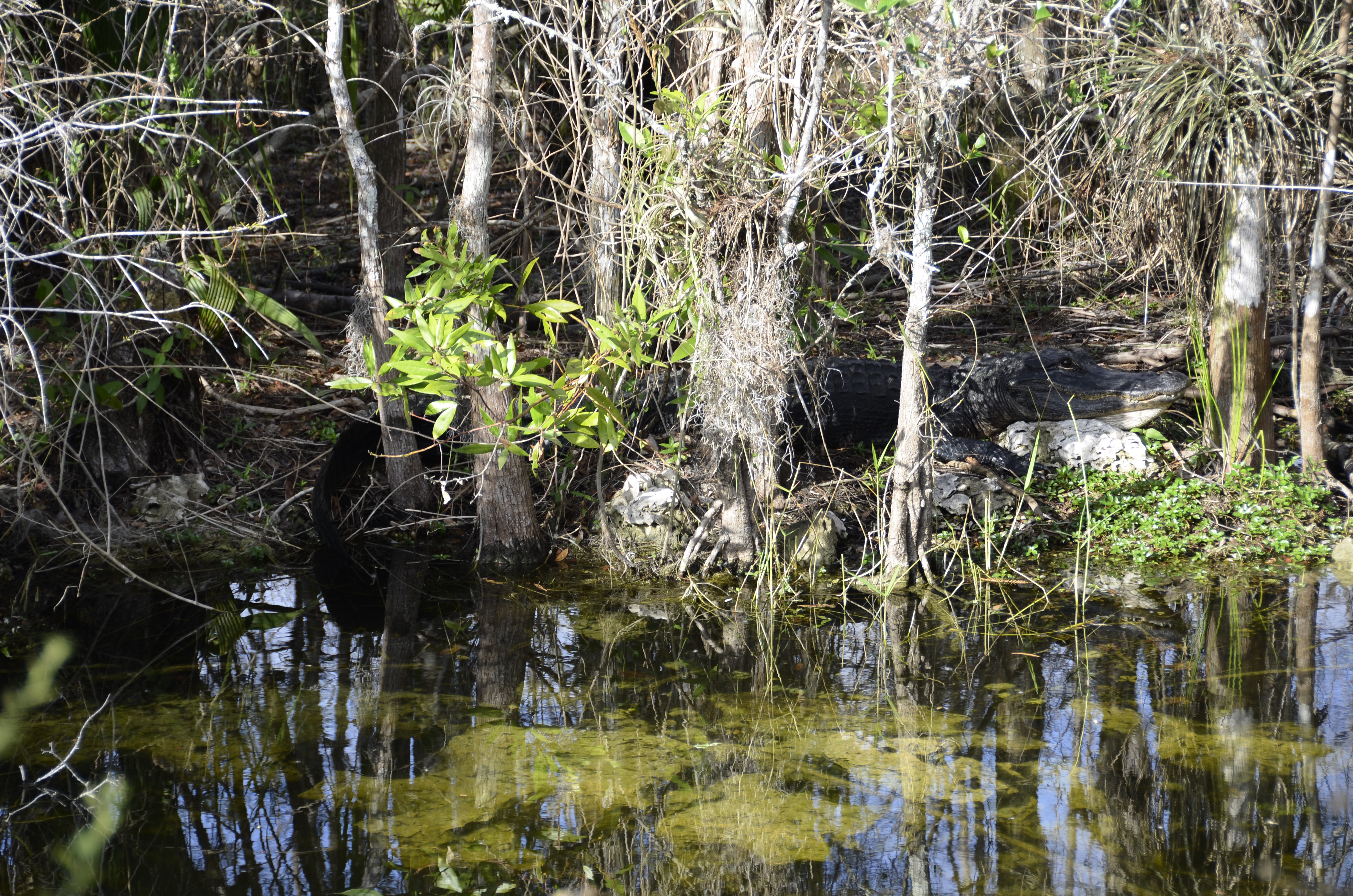 2012-01-31 - Floridatrip - 104