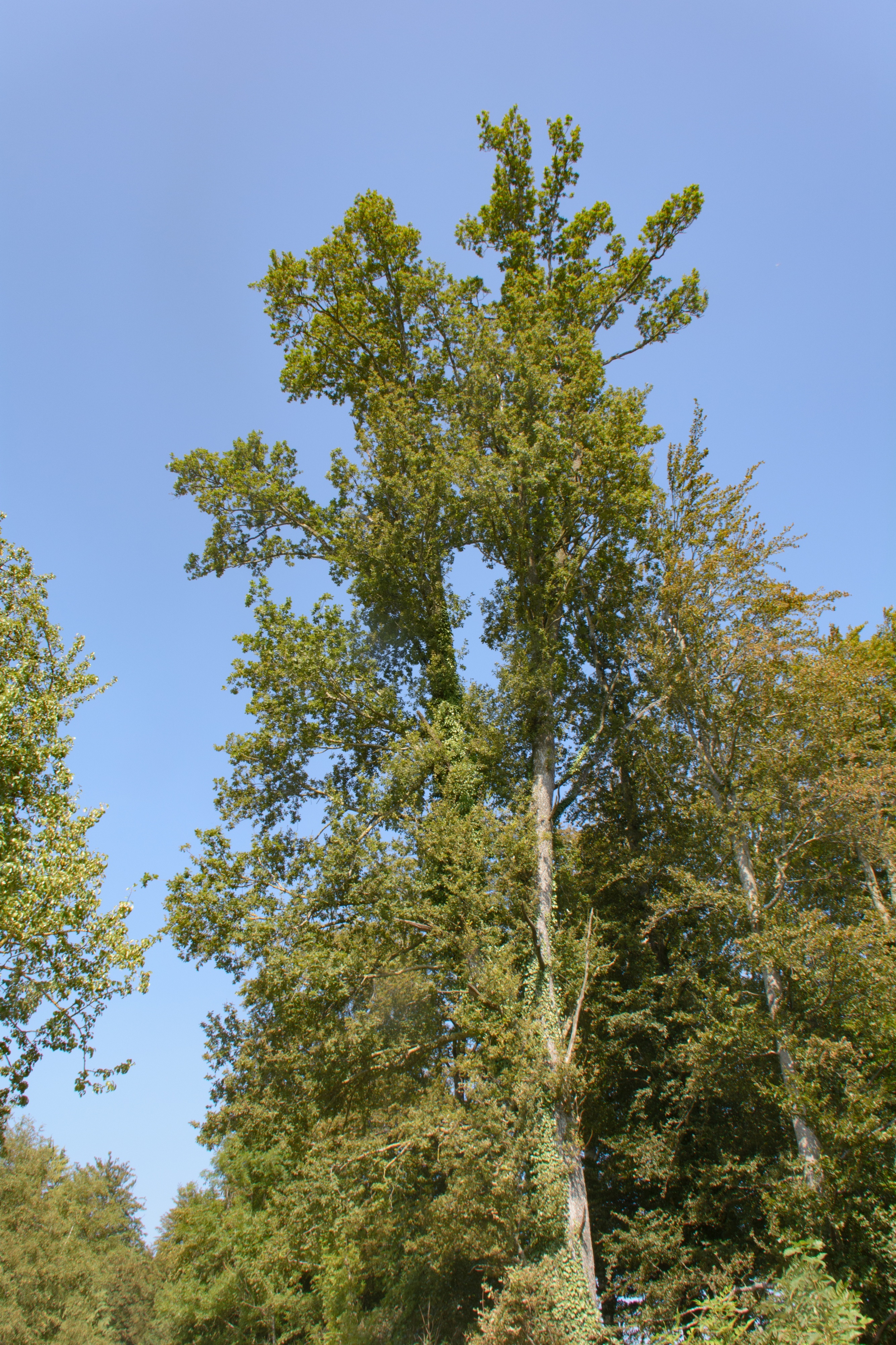 Herbstwanderung Uetliberg 2016 - 037