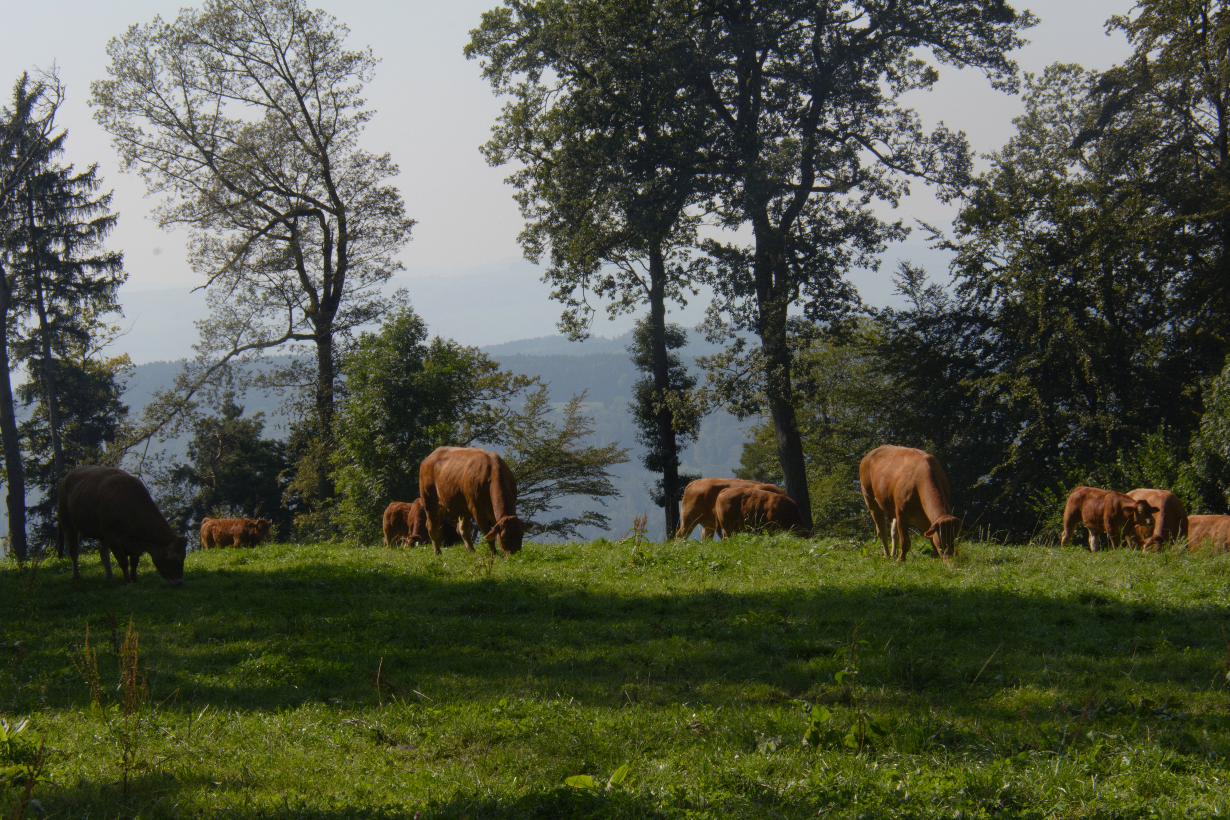 Herbstwanderung Uetliberg 2016 - 063