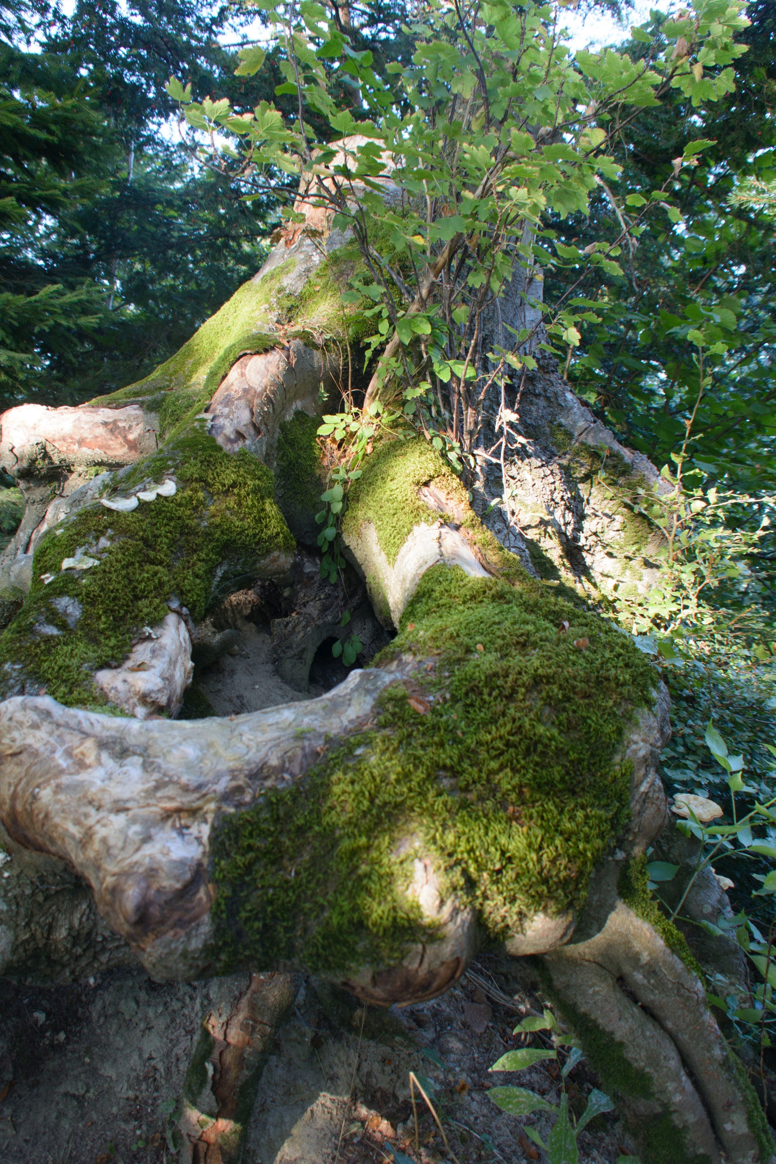 Herbstwanderung Uetliberg 2016 - 085