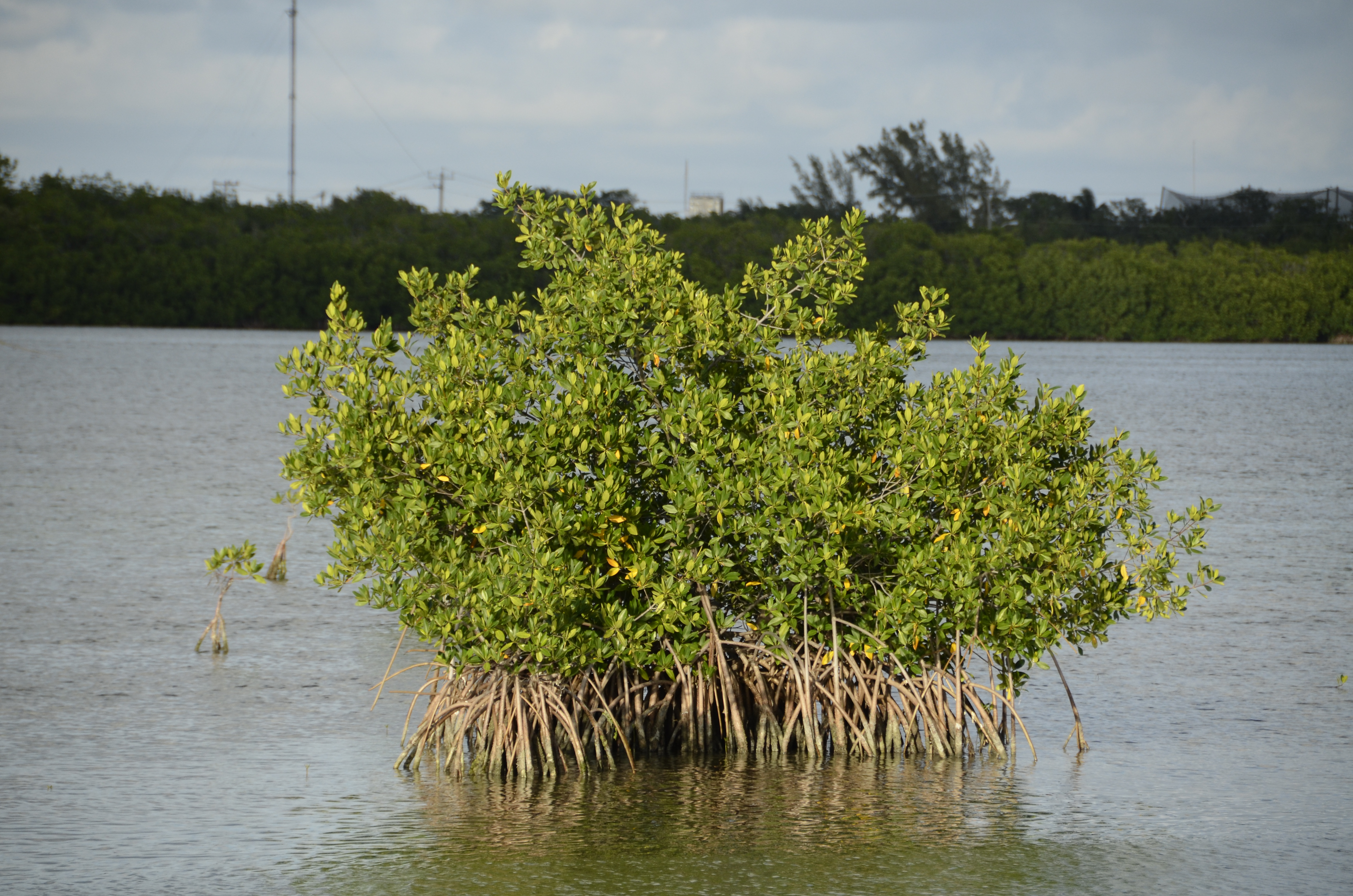 2012-01-31 - Floridatrip - 175