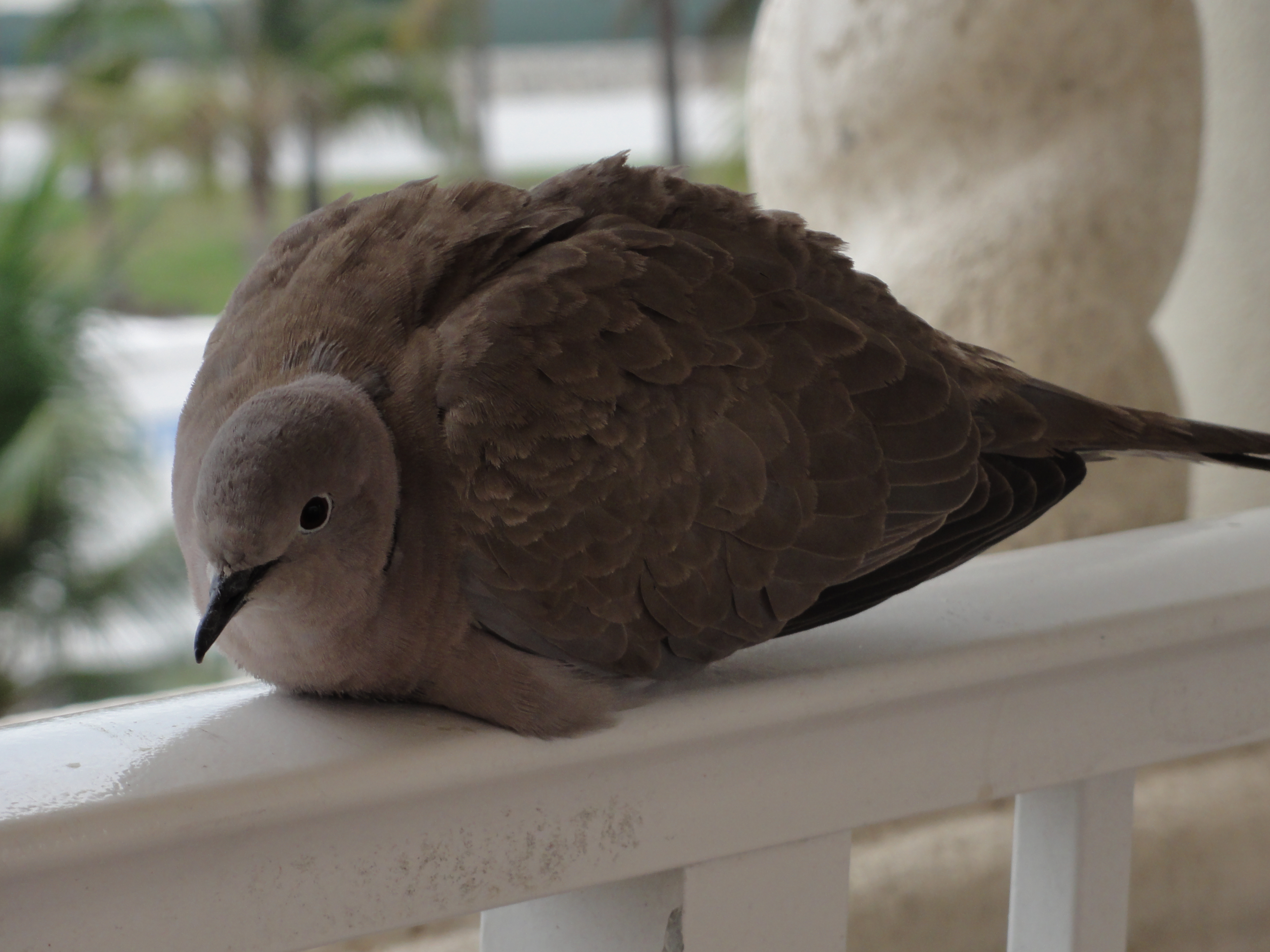 2012-01-31 - Floridatrip - 213