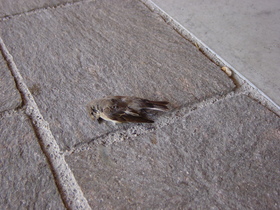 2008-04-19 - HighLANd 7 - 035