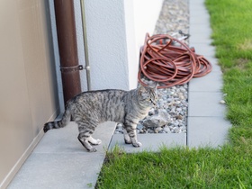 Stilleben am Grillabend bei Cyril - 004